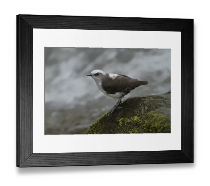 Framed Print : White-capped dipper (Cinclus leucocephalus) Framed Print : White-capped dipper (Cinclus leucocephalus)