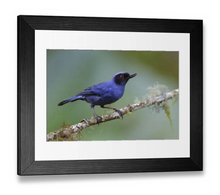 Framed Print : Masked flowerpiercer (Diglossa cyanea) Framed Print : Masked flowerpiercer (Diglossa cyanea)