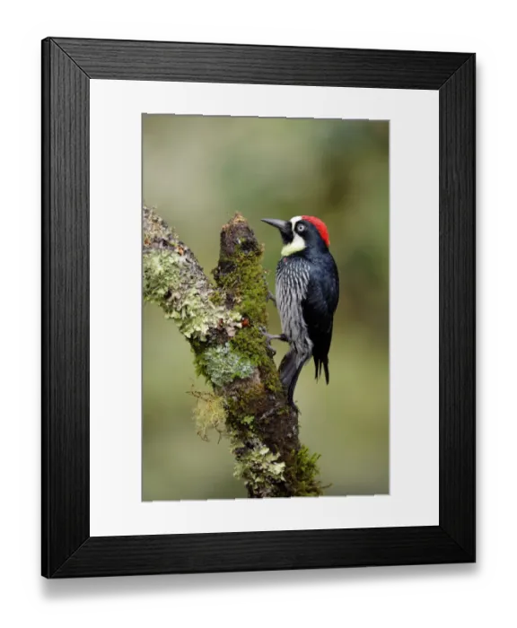 Framed Print : Acorn Woodpecker