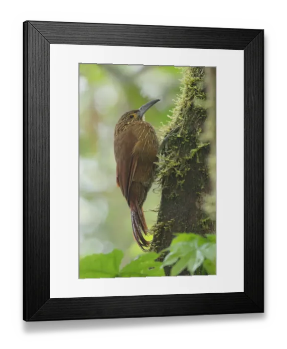 Framed Print : Strong-billed woodcreeper