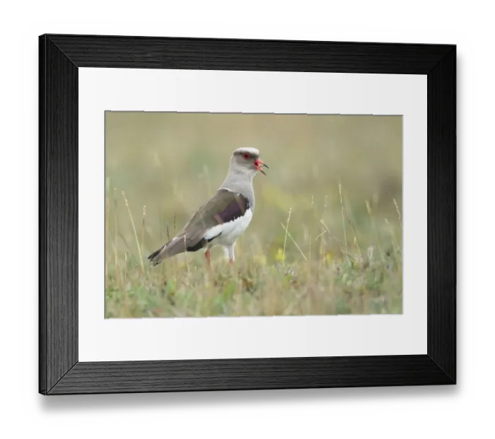 Framed Print : Andean Lapwing Framed Print : Andean Lapwing