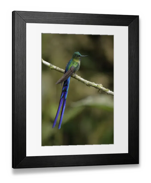 Framed Print : Violet-tailed Sylph (Aglaiocercus coelestis) Framed Print : Violet-tailed Sylph (Aglaiocercus coelestis)