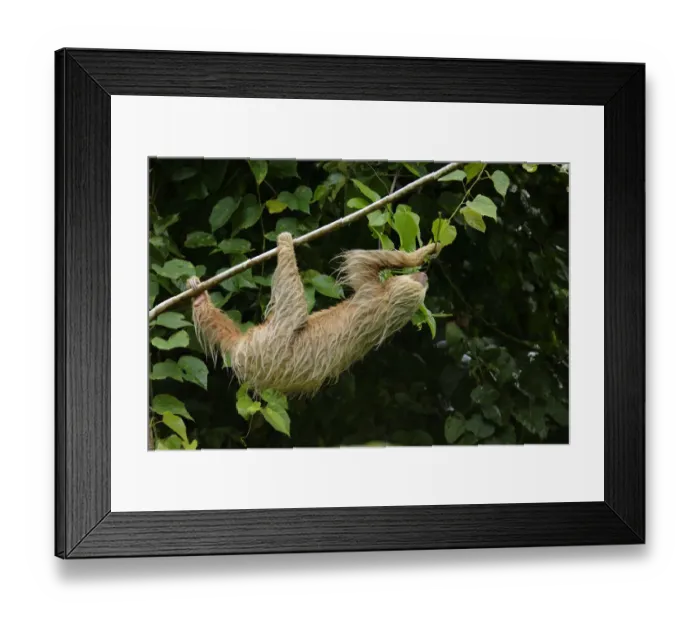 Framed Print : Two-Toed Sloth