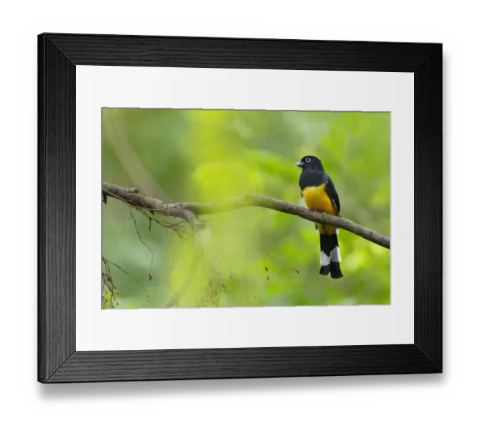 Framed Print : Black-headed Trogon Framed Print : Black-headed Trogon
