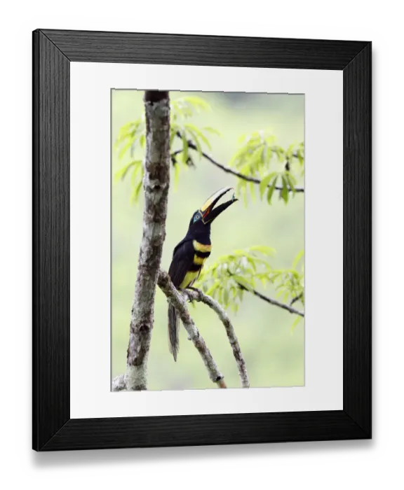Framed Print : Many-banded Aracari (Pteroglossus pluricinctus) Framed Print : Many-banded Aracari (Pteroglossus pluricinctus)