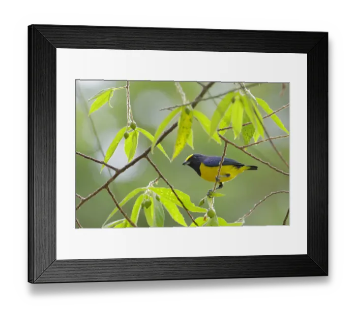 Framed Print : Spot-crowned Euphonia (Euphonia imitans) Framed Print : Spot-crowned Euphonia (Euphonia imitans)