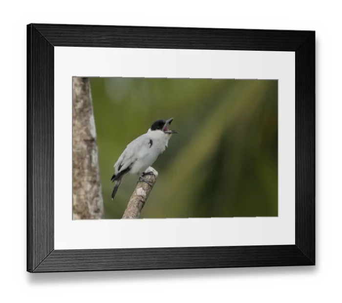 Framed Print : Black-crowned Tityra Framed Print : Black-crowned Tityra