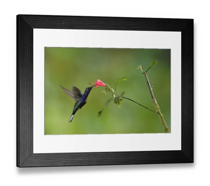 Framed Print : Violet Sabrewing Hummingbird Framed Print : Violet Sabrewing Hummingbird
