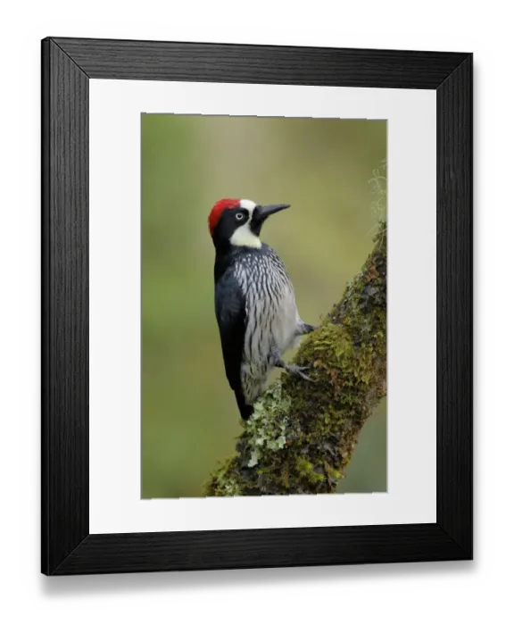 Framed Print : Acorn Woodpecker Framed Print : Acorn Woodpecker