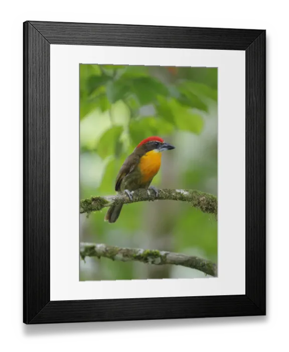 Framed Print : Scarlet-crowned Barbet (Capito aurovirens)