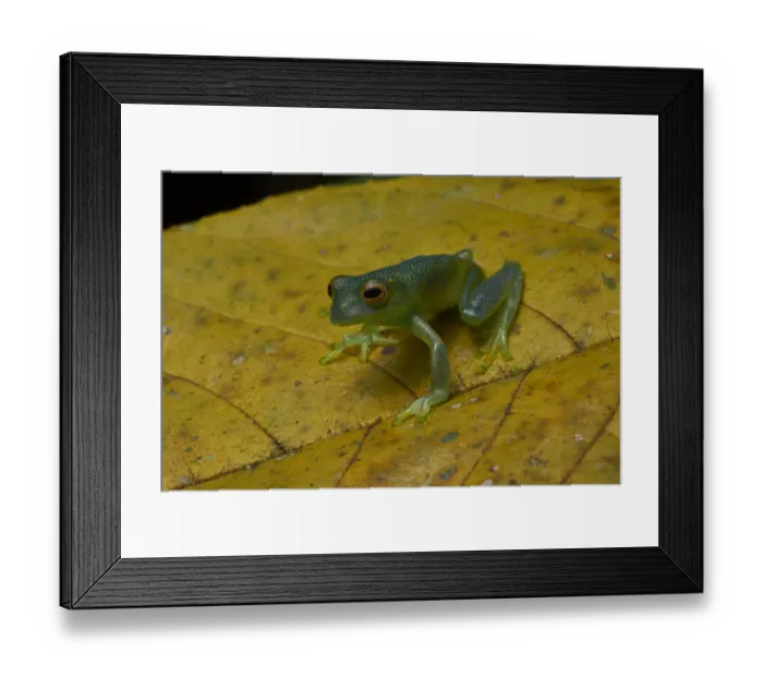 Framed Print : Granular Glass Frog Framed Print : Granular Glass Frog