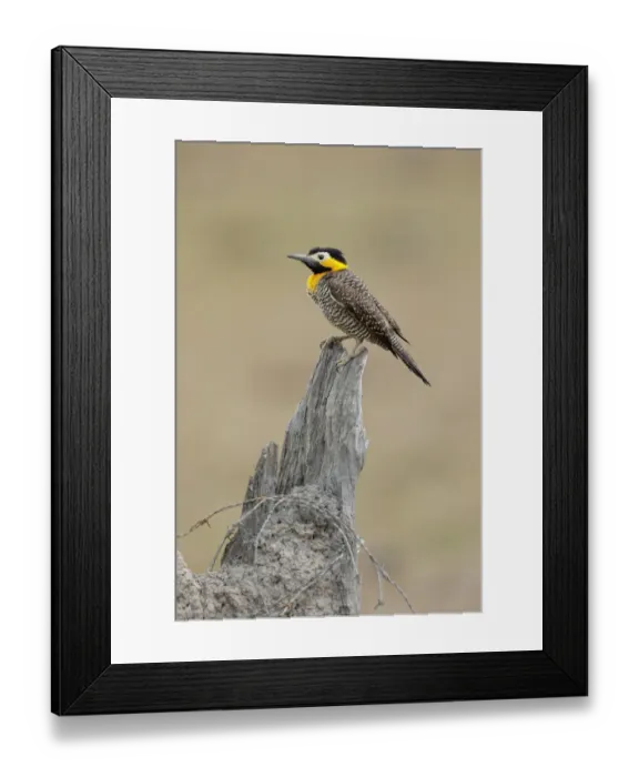 Framed Print : Campo Flicker (Colaptes campestris) Framed Print : Campo Flicker (Colaptes campestris)