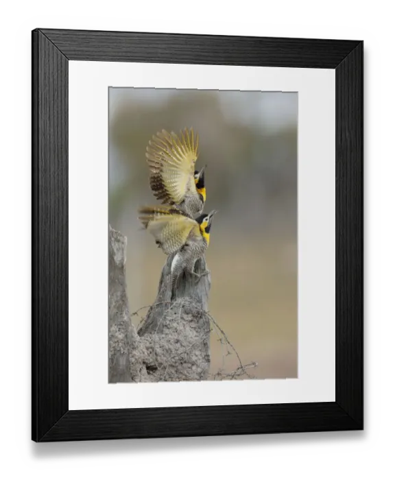 Framed Print : Campo Flicker (Colaptes campestris) Framed Print : Campo Flicker (Colaptes campestris)