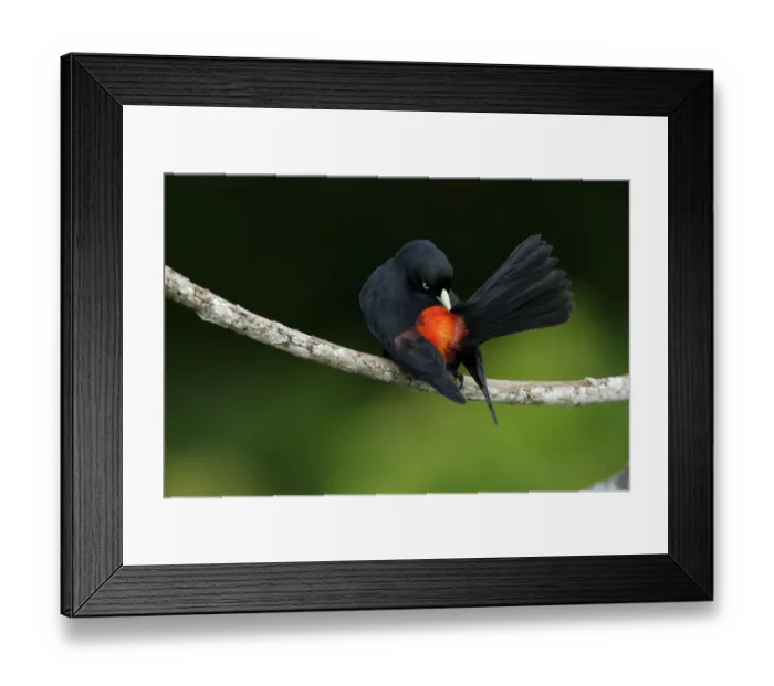 Framed Print : Scarlet-rumped cacique (Cacicus uropygialis) Framed Print : Scarlet-rumped cacique (Cacicus uropygialis)