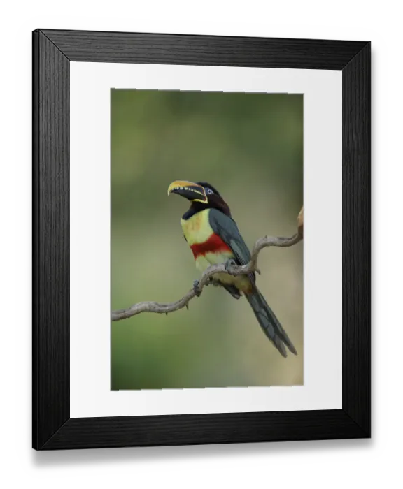Framed Print : Chestnut-eared Aracari (Pteroglossus castanotis) Framed Print : Chestnut-eared Aracari (Pteroglossus castanotis)