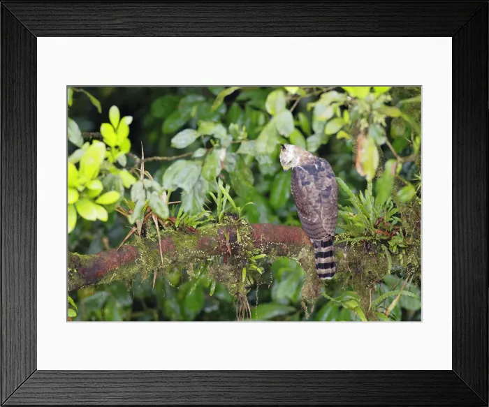 Framed Print : Ornate Hawk-Eagle Framed Print : Ornate Hawk-Eagle