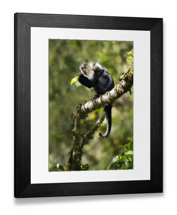 Framed Print : White-faced Capuchin Monkey Framed Print : White-faced Capuchin Monkey