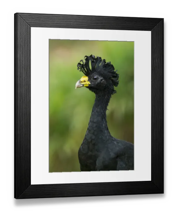 Framed Print : Male Great Curassow (Crax rubra) Framed Print : Male Great Curassow (Crax rubra)