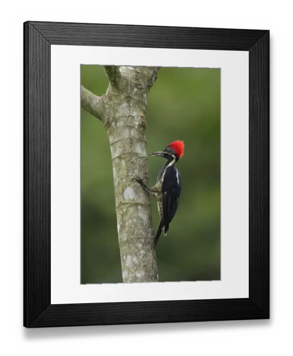 Framed Print : Lineated Woodpecker Framed Print : Lineated Woodpecker