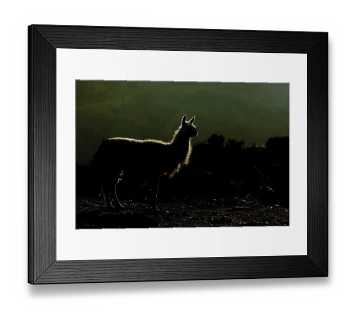 Framed Print : Llama (Lama glama) in last light