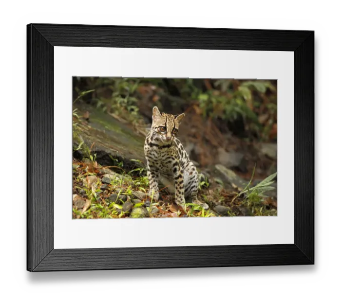 Framed Print : Margay (Leopardus wiedii)