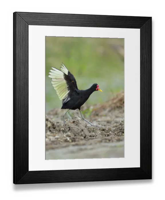 Framed Print : Wattled Jacana (Jacana jacana) defending its territory
