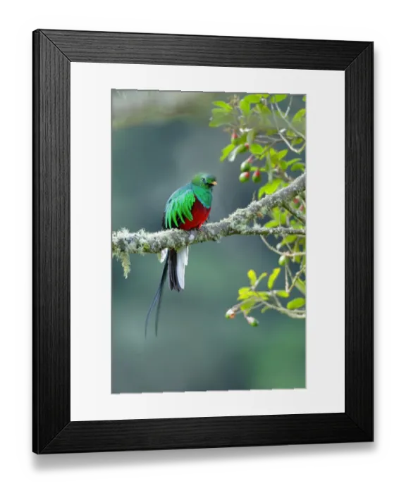 Framed Print : Resplendent Quetzal (Pharomachrus mocinno) Framed Print : Resplendent Quetzal (Pharomachrus mocinno)