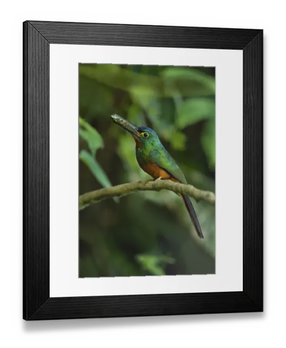 Framed Print : Coppery-chested Jacamar Framed Print : Coppery-chested Jacamar