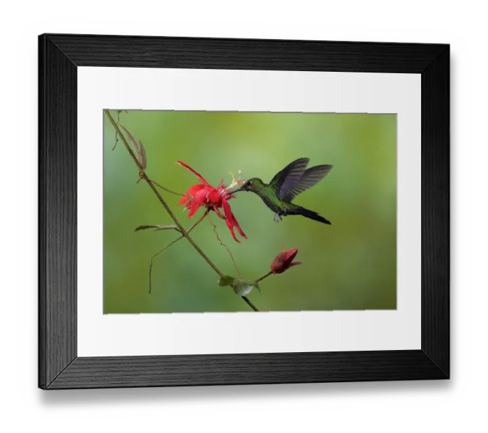 Framed Print : Green-crowned Brilliant (Heliodoxa jacula) feeding Framed Print : Green-crowned Brilliant (Heliodoxa jacula) feeding