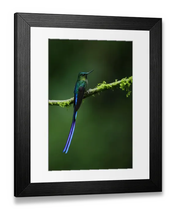 Framed Print : Violet-tailed sylph (Aglaiocercus coelestis) Framed Print : Violet-tailed sylph (Aglaiocercus coelestis)