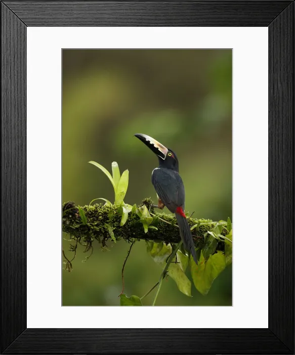 Framed Print : Collared Aracari Framed Print : Collared Aracari