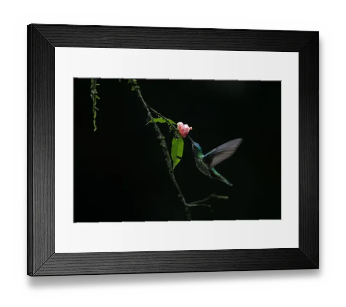 Framed Print : White-necked Jacobin Framed Print : White-necked Jacobin