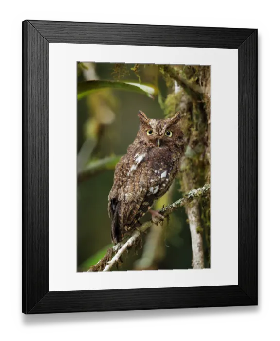 Framed Print : Bare-shanked Screech Owl Framed Print : Bare-shanked Screech Owl