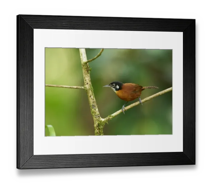 Framed Print : Bay Wren (Cantorchilus nigricapillus) foraging near forest floor Framed Print : Bay Wren (Cantorchilus nigricapillus) foraging near forest floor