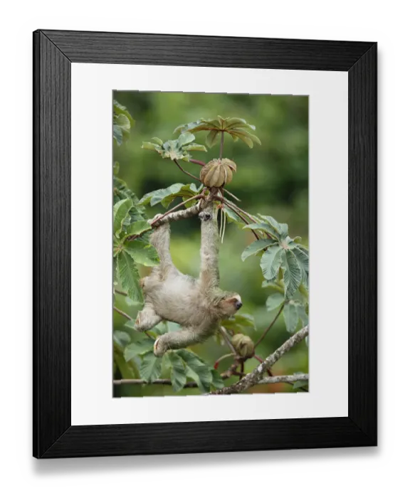 Framed Print : Three-toed Sloth (Bradypus variegatus) Framed Print : Three-toed Sloth (Bradypus variegatus)
