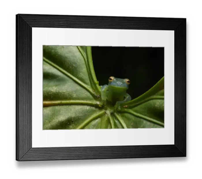 Framed Print : Granular Glass Frog Framed Print : Granular Glass Frog
