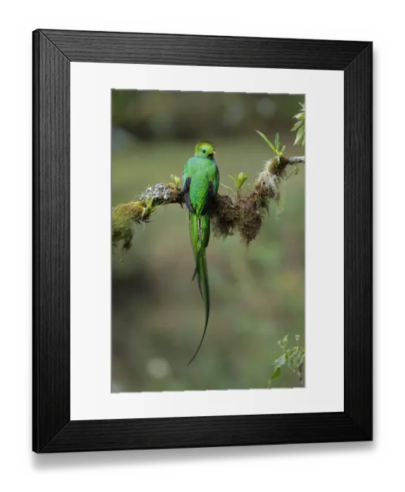 Framed Print : Resplendent Quetzal Framed Print : Resplendent Quetzal