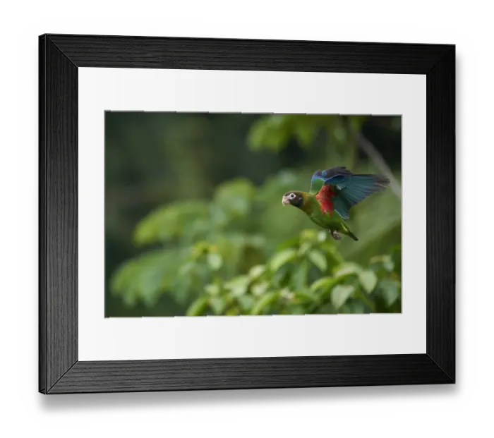 Framed Print : Brown-hooded Parrot (Pyrilia haematotis) Framed Print : Brown-hooded Parrot (Pyrilia haematotis)