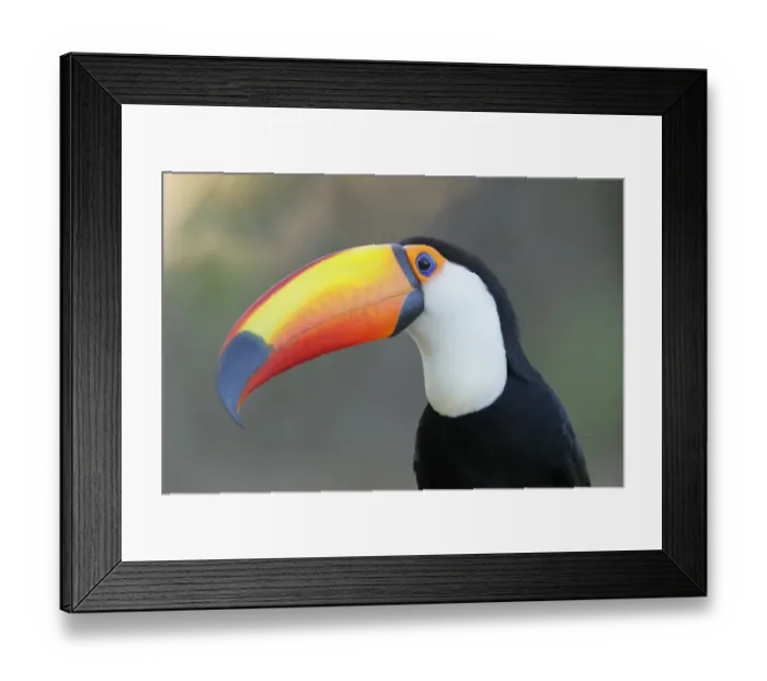 Framed Print : Toco Toucan (Ramphastos toco) Framed Print : Toco Toucan (Ramphastos toco)
