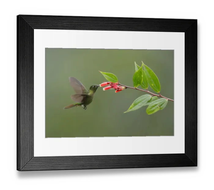 Framed Print : Tyrian metaltail (Metallura tyrianthina)