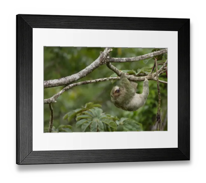 Framed Print : Three-toed Sloth (Bradypus variegatus) on cecropia tree Framed Print : Three-toed Sloth (Bradypus variegatus) on cecropia tree