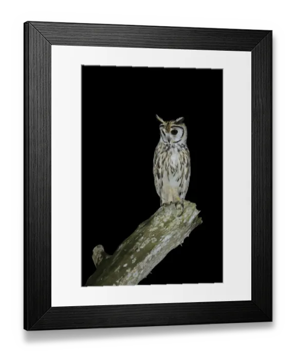 Framed Print : Striped Owl Framed Print : Striped Owl