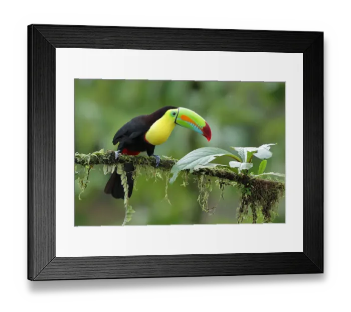 Framed Print : Keel-billed toucan Framed Print : Keel-billed toucan