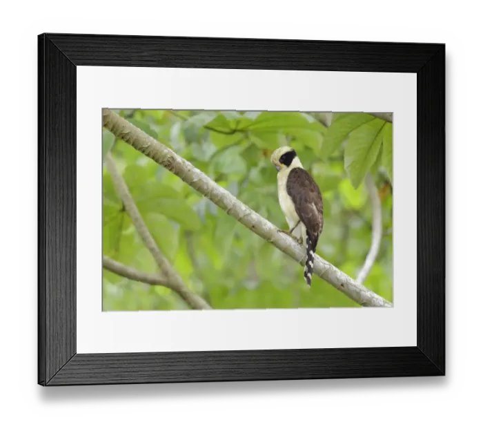 Framed Print : Laughing Falcon