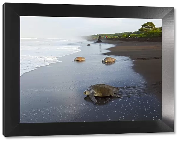 Olive-ridley Sea Turtle