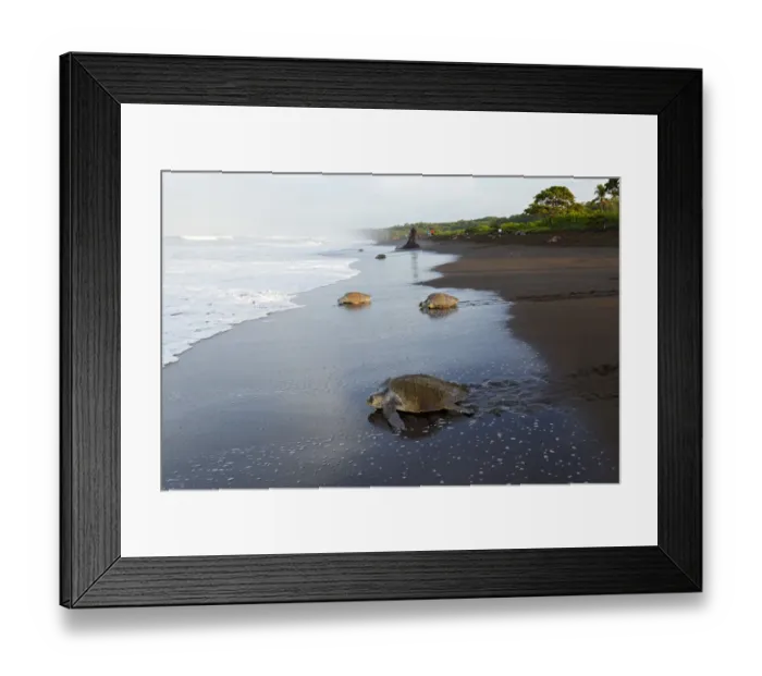 Framed Print : Olive-ridley Sea Turtle Framed Print : Olive-ridley Sea Turtle