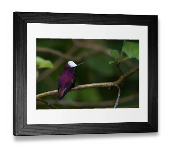 Framed Print : Snowcap Hummingbird Framed Print : Snowcap Hummingbird