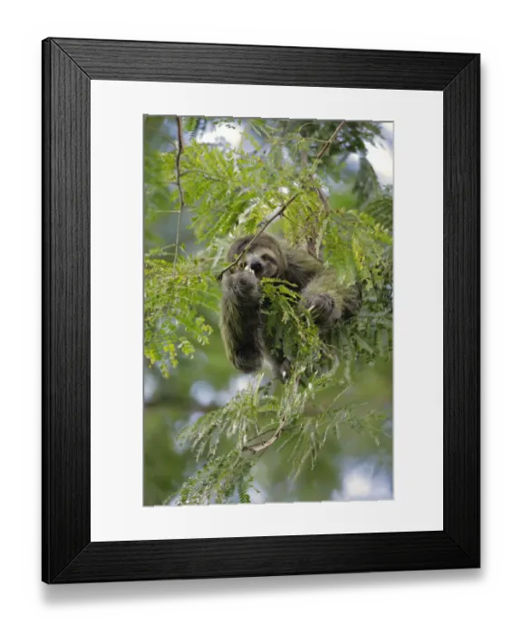 Framed Print : Three-toed Sloth Framed Print : Three-toed Sloth