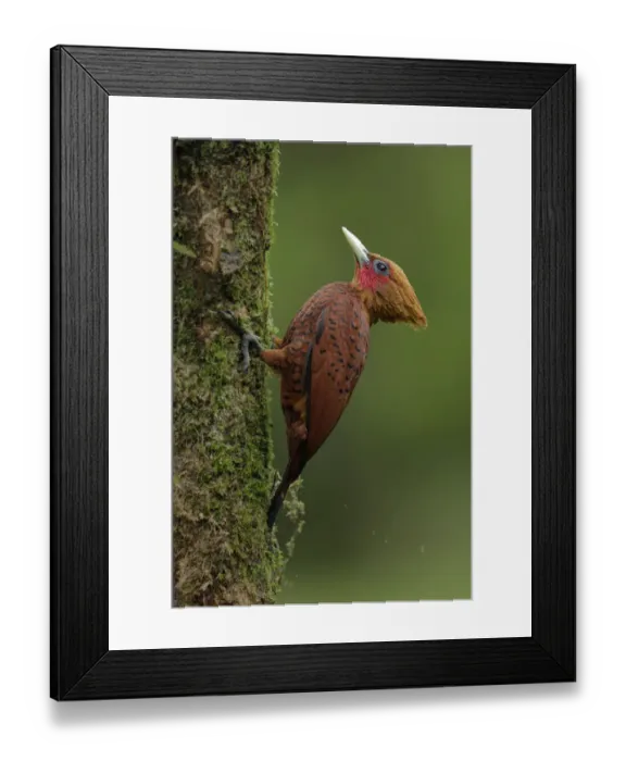 Framed Print : Chestnut-colored Woodpecker Framed Print : Chestnut-colored Woodpecker