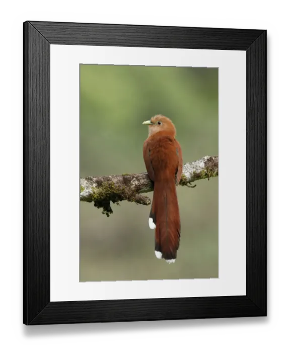 Framed Print : Squirrel Cuckoo